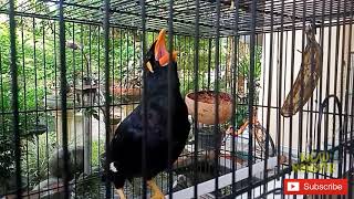 BURUNG BEO GACOR