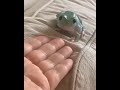 Friendly frog