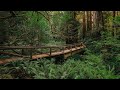 Hiking to Redwood National Park's Fern Canyon via James Irvine Trail | Loyal Kinfolk Travel