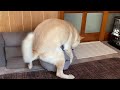 ももちゃんの「とう!」