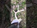 POV: Shed Hunting