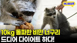 10kg 돌파한 너구리의 다이어트 도전기! I KBS 굿모닝 대한민국 111003 방송