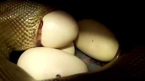 olive python birth part 2