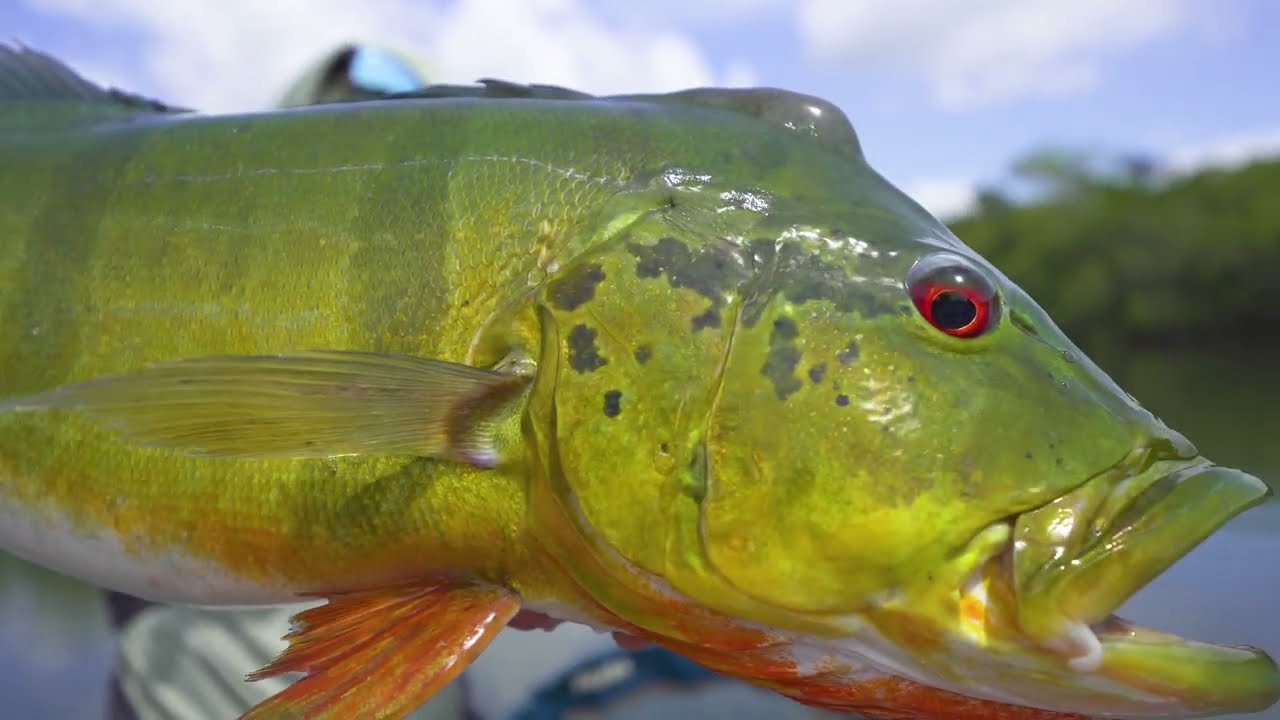 Pêche du Peacock Bass avec 