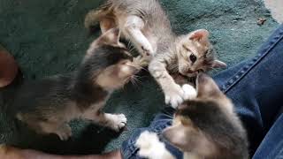 Playing With 1 Week Old Kittens by Animals Love 234 views 5 years ago 2 minutes, 3 seconds