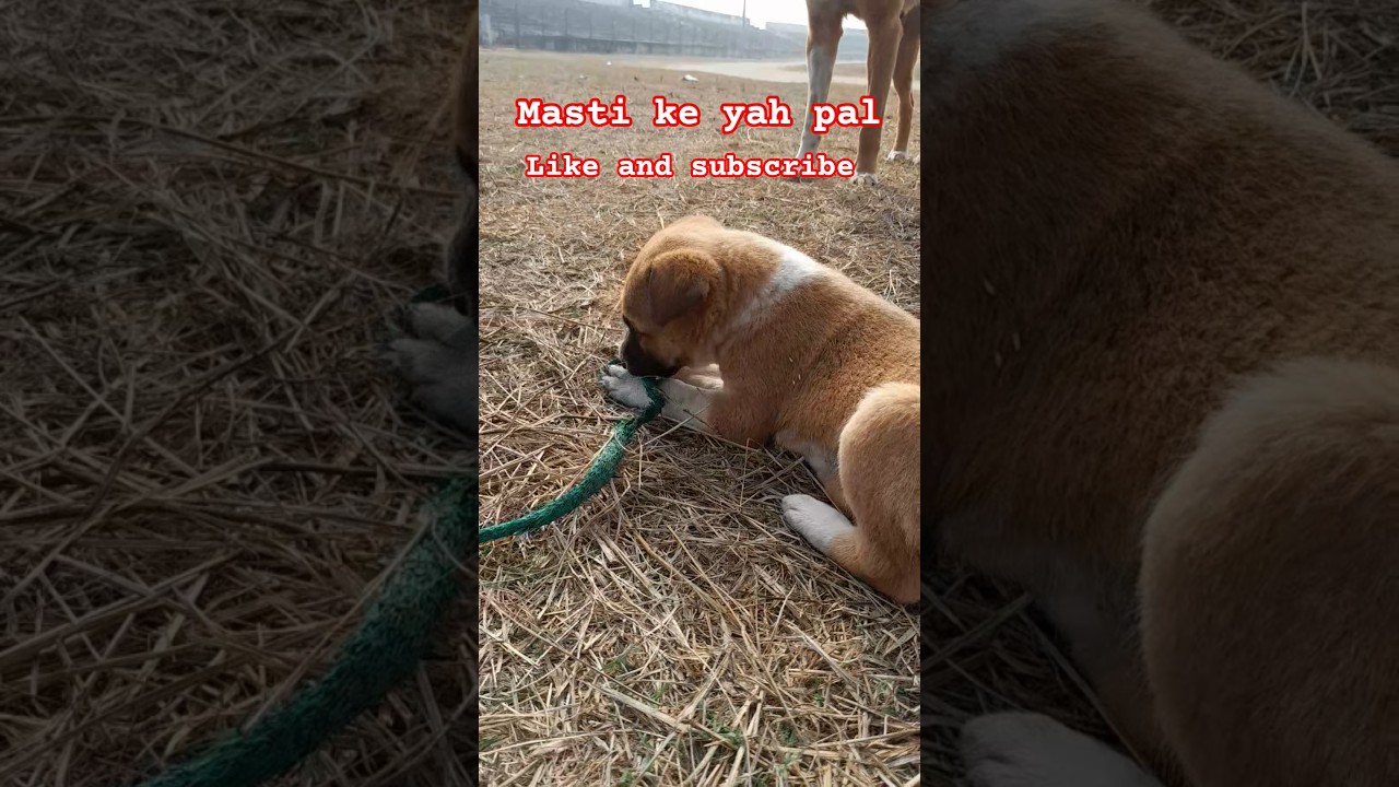 masti ke pal😝🤪😝 