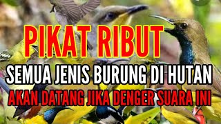suara pikat burung TERBUKTI AMPUH || untuk semua JENIS BURUNG kecil dan besar