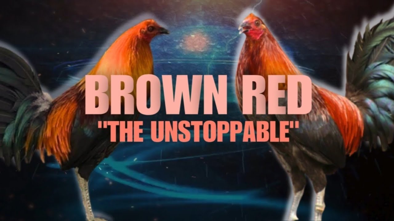 BROWN RED GAMEFOWL BLOODLINE, Fighting Style and History