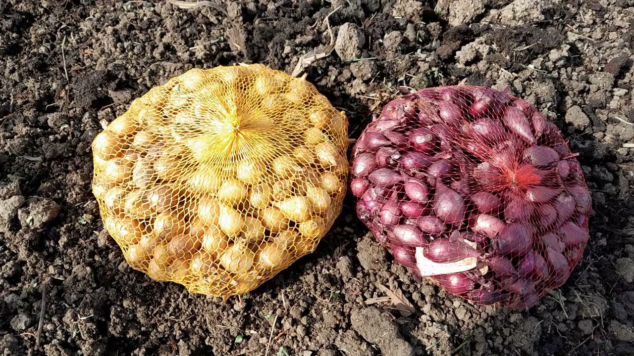 Ovako pripremite zemlju i sadite crveni luk za krupne glavice