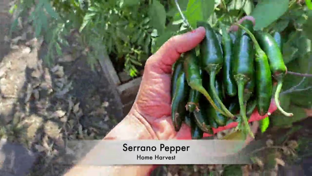 Serrano Pepper Indian Recipe YouTube