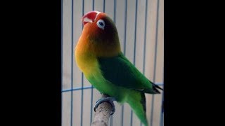 Love Birdlabet Kicauan Gacor Juara 1 Kompetisi Kicau Mania