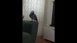 Konuşan Jako Papağan (200 Kelime)
