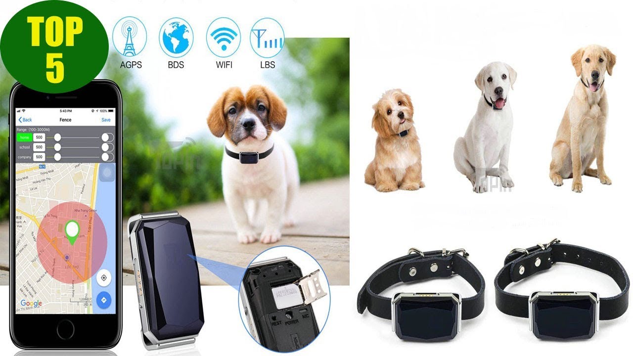 TOP 5 Best GPS Trackers for Pet YouTube