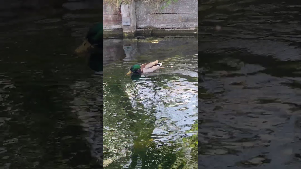 Malard Duck swimming on the river in the sunshine  