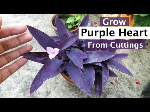 Growing Purple Heart plant From Cutting , Purple Heart Plant Propagation .