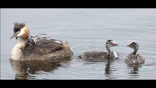 Futen, Grebe Back Riding