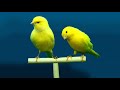 Голоса птиц Как поёт Канарейка кенар