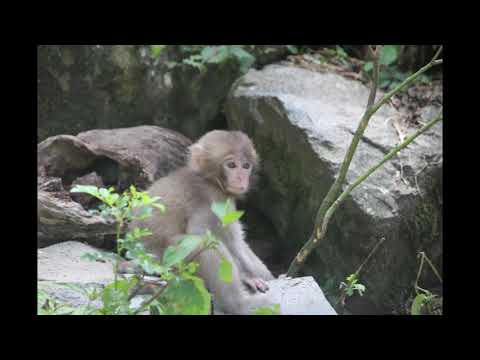 おさるのかごやの発車メロディーに長野の地獄谷のサルを背景に入れてみたWWW