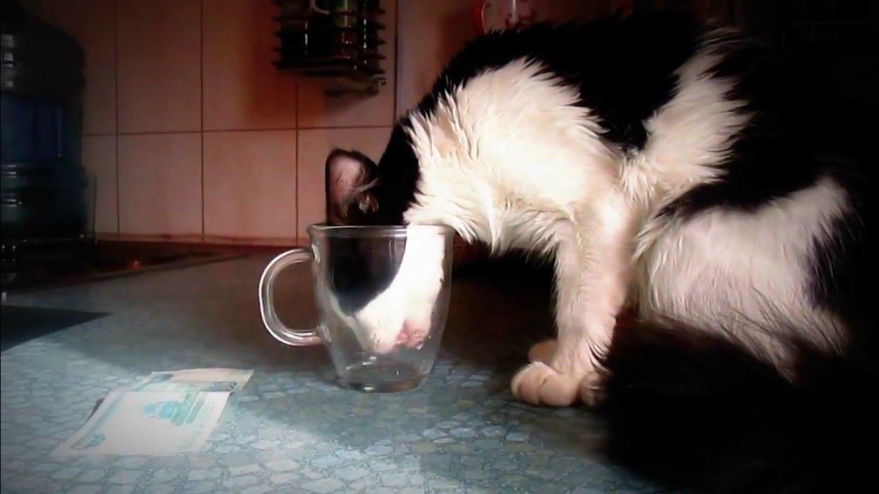 Кошка пьет лапой