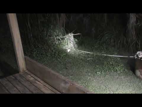 Getting rid of an underground wasp nest