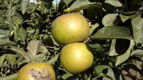 Apple Variety Ashmead's Kernel