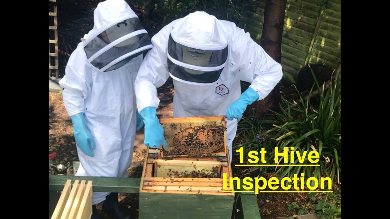 1st Hive Inspection