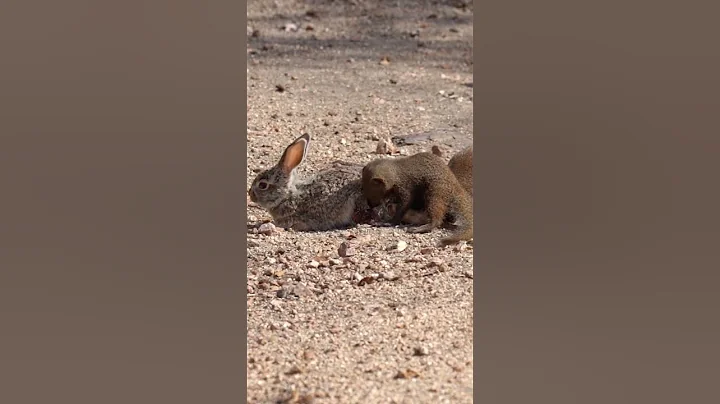 Mongooses tear a baby hare apart! 😢 - DayDayNews