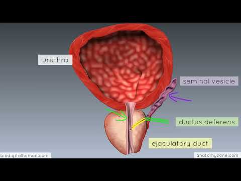 Introduction To Male Reproductive Anatomy Part 2 Vas Deferens And Accessory Glands