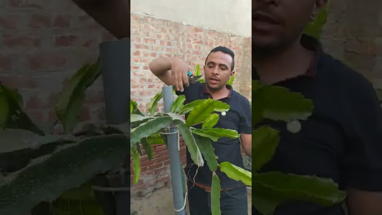 تقليم وخف عقل الدراجون فروت والتجهيز لمرحلة الاثمار