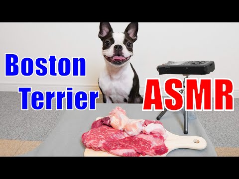 ASMR 犬の咀嚼音♪お肉を食べまくる！Dog Reviewing Different Types of Meat