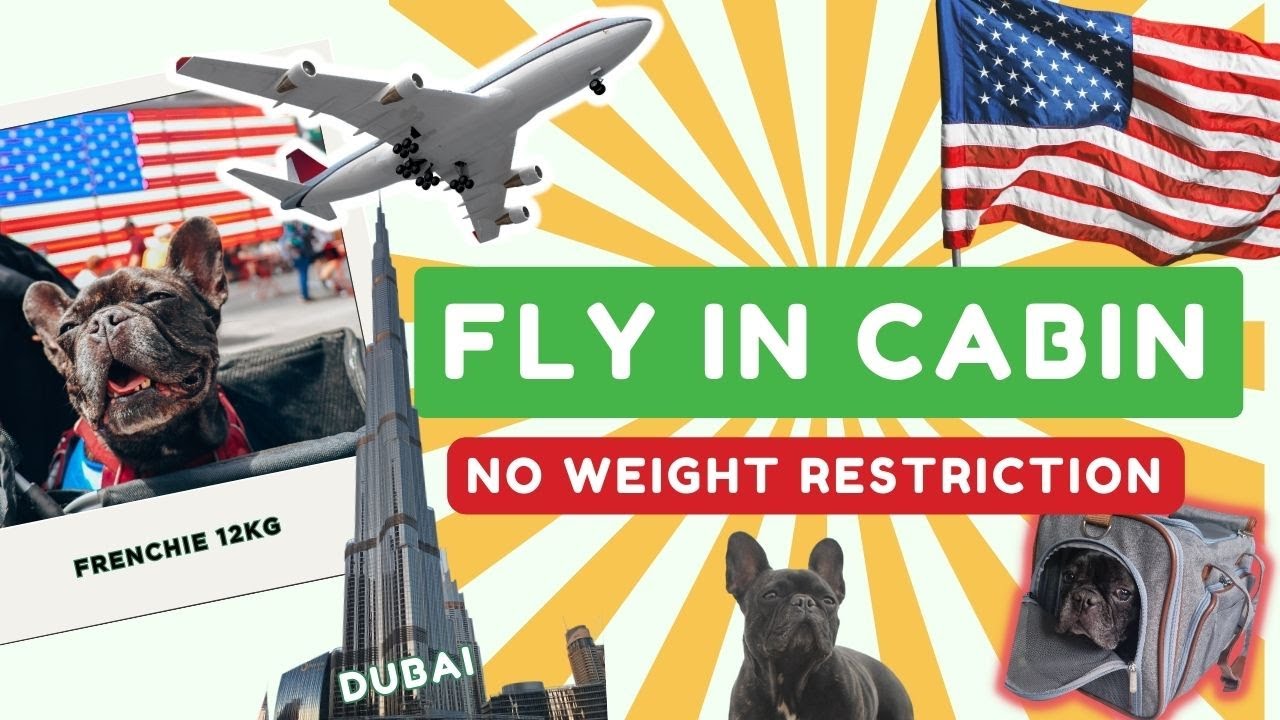 How to Fly With Dog In Cabin NO Weight Restriction! From HighRisk