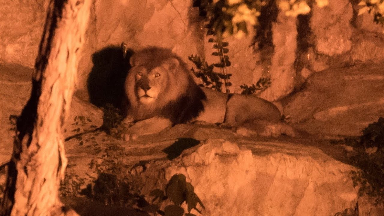 ナイトzoo 東山動物園 Night Zoo In Higashiyama Zoo Youtube