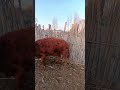 I paired this one at the beginning and I paired it again for the second nest220