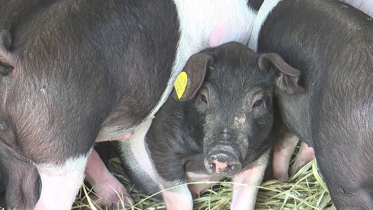 Direktvermarkter Biohof Stechaubauer in Saalfelden - Salzburg schmeckt