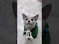 foryou cat catlover petlover catsoftiktok cattoks catstiktok... #Shorts #catonline520
