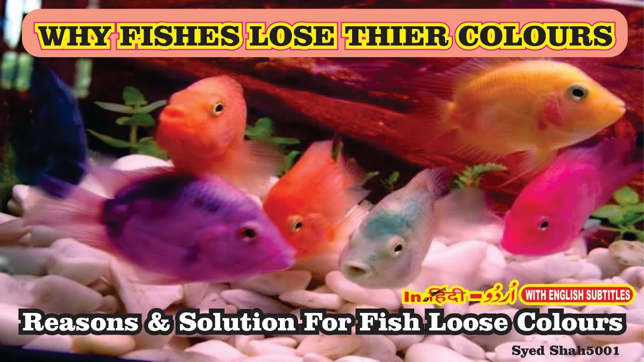 Why Fish Loss Color?How to get  your Fishes to colour up fast