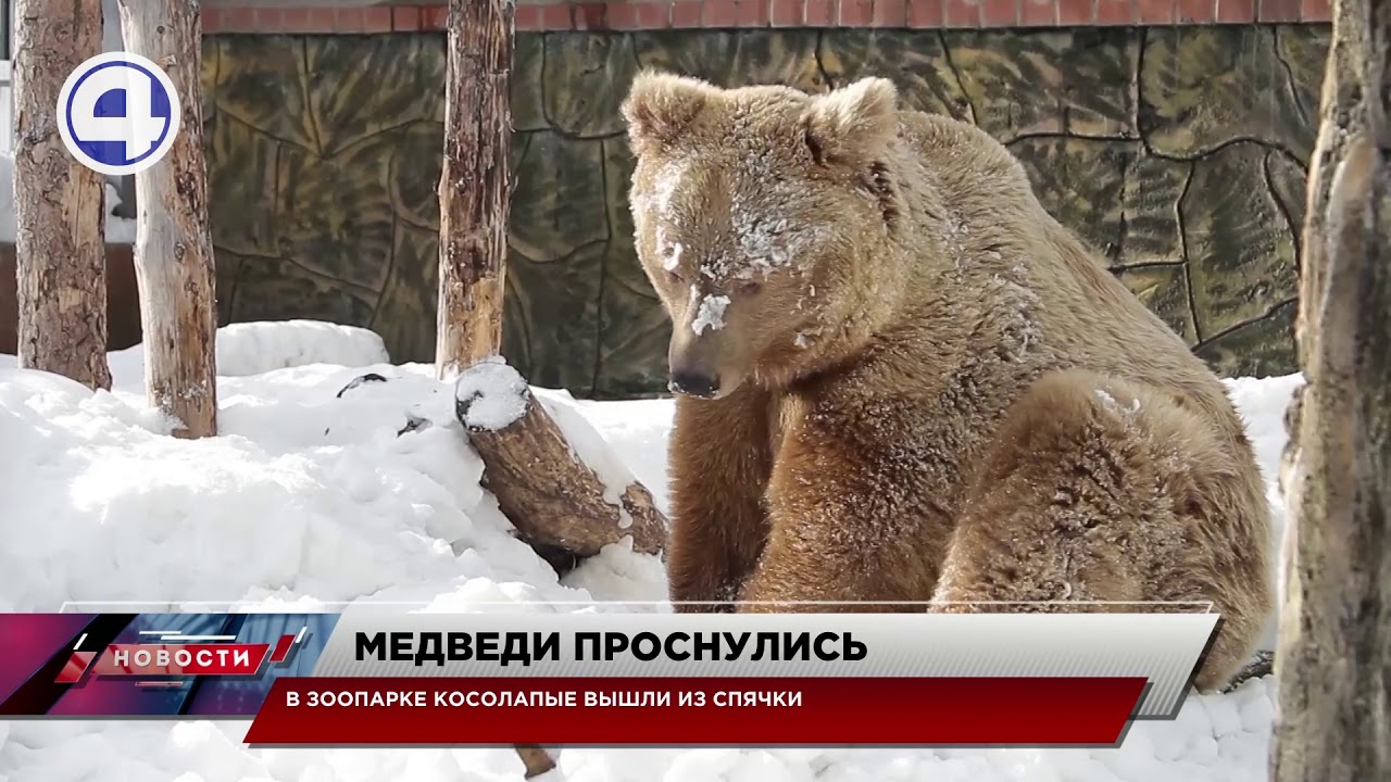 Когда просыпаются медведи в сибири. Зоопарк Мирный. Когда просыпаются медведи в Московской области. Когда просыпаются медведи в Иркутской области.