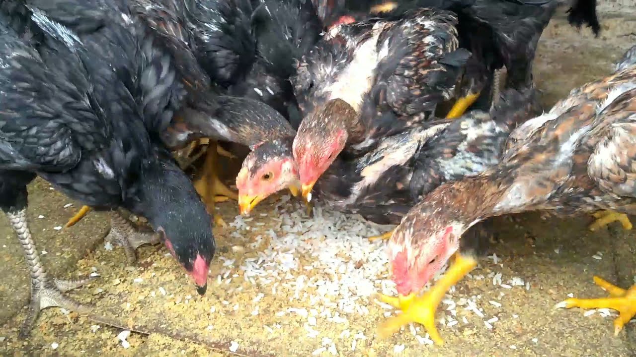 Alimentação para Aves , mais uma ótima dica para todos criadores , Veja Você mesmo !!!