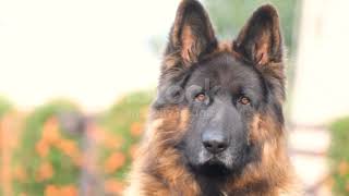 Top 5 Reasons German Shepherds Make Incredible Pets 🐾 | Loyalty, Intelligence, and More!"