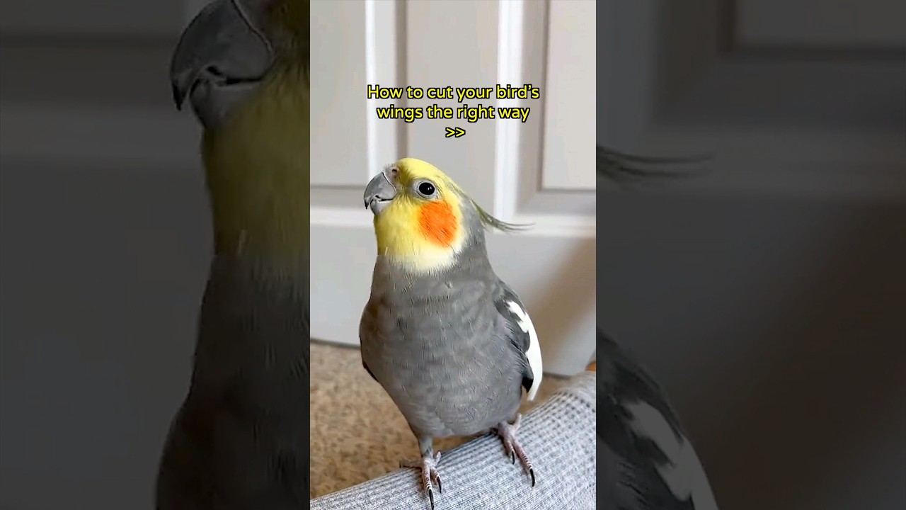 How to cut your bird's wings correctly