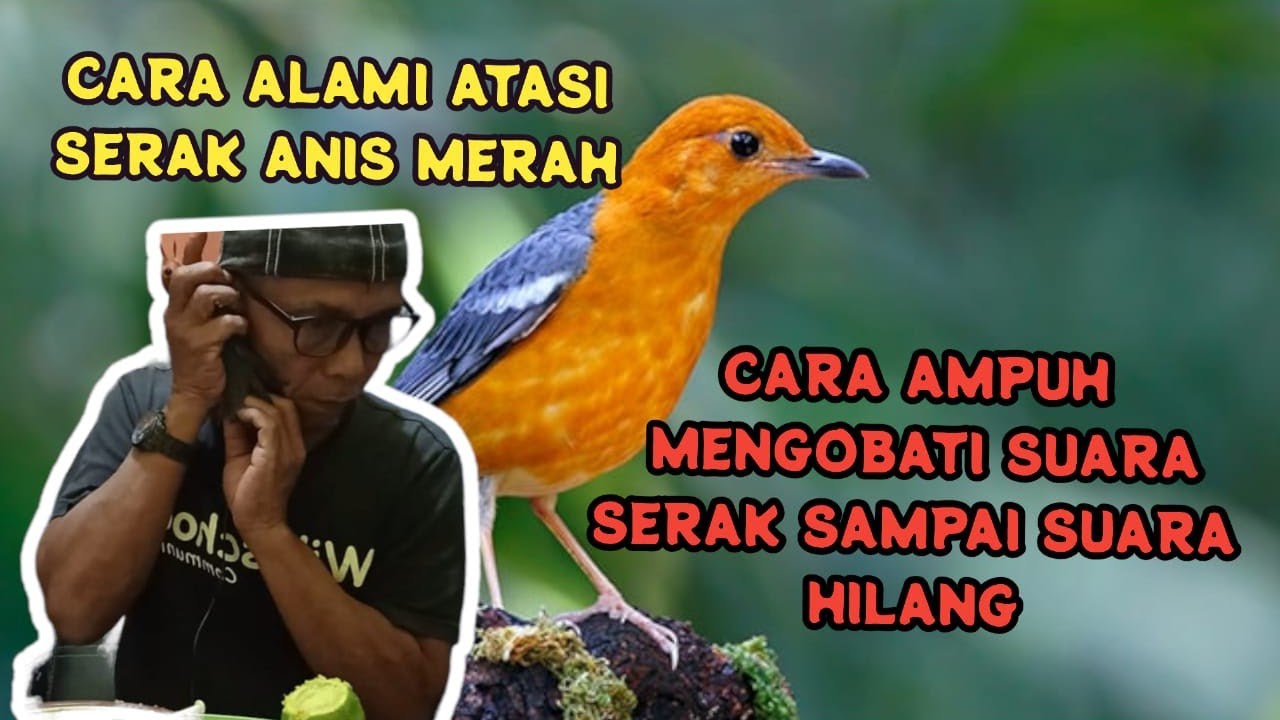 Cara Ampuh Mengobati Serak Sampai Suara Hilang Pada Punglor Anis Merah