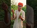 moringa ki video #kisan #moringa सहजन #farming #Vegetables #marketing #shorts #viral #video