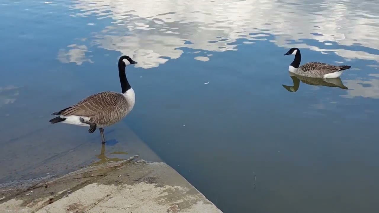 Goose meditates in a Lake | Duckland UK | Lakeside View with swans