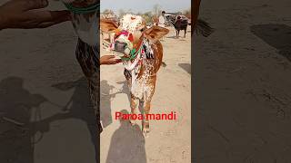 Paroa mandi new apdates,cow mandi paroa,Abdul rauf cattle farm,sahiwal cow,bakra mandi