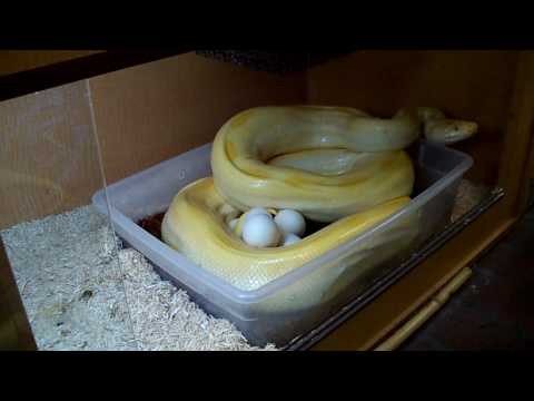 When Jay's away, Tim will play!  (with an albino green burmese python)