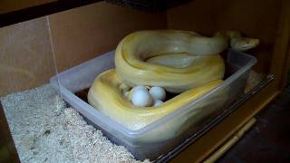 When Jay's away, Tim will play!  (with an albino green burmese python) Wealth