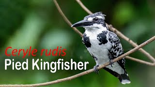Pied Kingfisher (Ceryle rudis) #birds  Kingfisher Photography