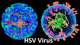 Herpes Simplex Virus (HSV): Types, Symptoms, and Effective Treatments Wealth