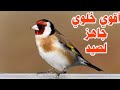 غناء حسون جاهز للصيد