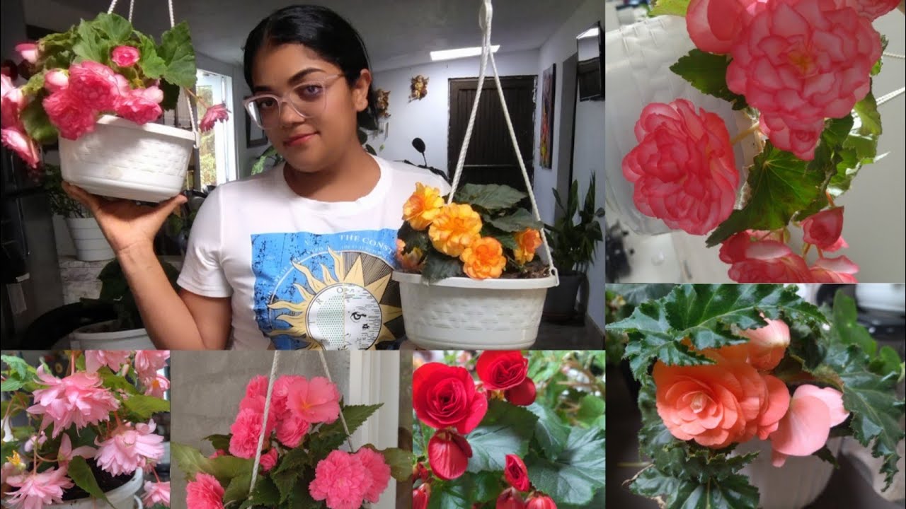 MI COLECCIÓN DE BEGONIAS Y LES CUENTO COMO LAS CUIDO😍